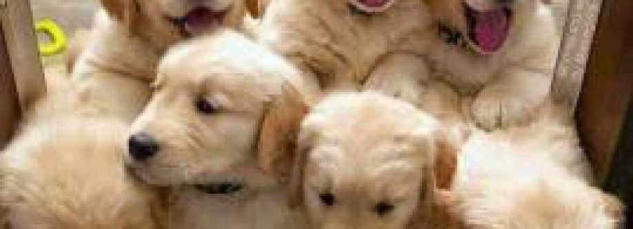 Dogs of PicBook Cover Image